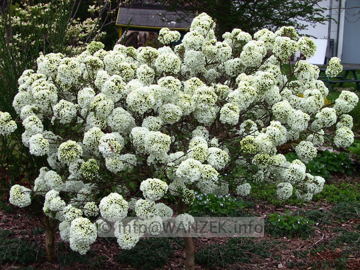 Viburnum Hybride Eskimo 09.jpg